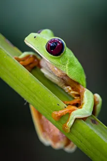 Red-eyed Treefrog (Agalychnis callidryas) Red-eyed Treefrog (Agalychnis callidryas)