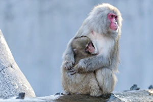 Red-faced Macaque -Macaca fuscata- with young, Wilhelma, Stuttgart, Germany, Europe Red-faced Macaque -Macaca fuscata- with young, Wilhelma, Stuttgart, Germany, Europe