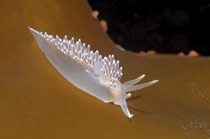Red-finger Nudibranch -Flabellina verrucosa-, White Sea, Karelia, Arctic, Russia Red-finger Nudibranch -Flabellina verrucosa-, White Sea, Karelia, Arctic, Russia