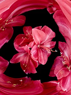 Red flowers on black background (Digital Composite) Red flowers on black background (Digital Composite)
