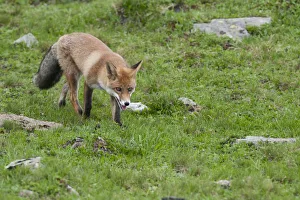 Red Fox -Vulpes vulpes- on foot on an alpine meadow, Tyrolean Unterland, Tyrol, Austria Red Fox -Vulpes vulpes- on foot on an alpine meadow, Tyrolean Unterland, Tyrol, Austria