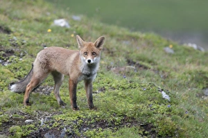 Red Fox -Vulpes vulpes- standing on an alpine meadow, Tyrolean Unterland, Tyrol, Austria Red Fox -Vulpes vulpes- standing on an alpine meadow, Tyrolean Unterland, Tyrol, Austria