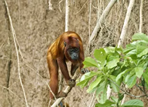 Alouatta Seniculus Collection: Red Howler Monkey -Alouatta seniculus-, Tambopata Nature Reserve, Madre de Dios Region, Peru