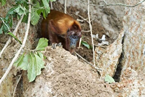 Alouatta Seniculus Collection: Red Howler Monkey -Alouatta seniculus- eating clay at a clay lick, Tambopata Nature Reserve