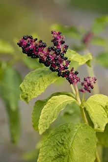 Red-ink Plant or Indian Pokeweed -Phytolacca acinosa-, infructescence, Thuringia, Germany Red-ink Plant or Indian Pokeweed -Phytolacca acinosa-, infructescence, Thuringia, Germany