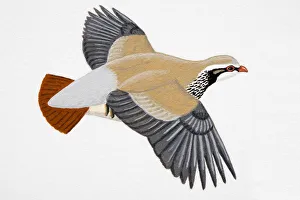 Red-legged Partridge (Alectoris rufa), adult Red-legged Partridge (Alectoris rufa), adult