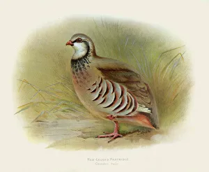 Red-legged partridge illustration 1900 Red-legged partridge illustration 1900