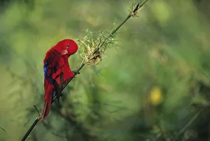 Red lory (Eos bornea) sitting on branch, preening feathers, Moluccas, close-up Red lory (Eos bornea) sitting on branch, preening feathers, Moluccas, close-up