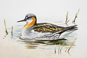 Red-necked phalarope (Phalaropus lobatus) in the water, side view Red-necked phalarope (Phalaropus lobatus) in the water, side view