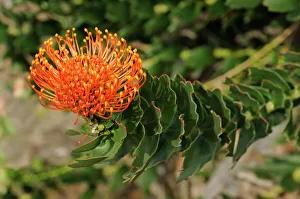 Red pincushion protea (Leucospermum cordifolium), Cape flora, Cape Floral Kingdom Red pincushion protea (Leucospermum cordifolium), Cape flora, Cape Floral Kingdom