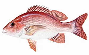 Red Snapper (Lutjanus campechanus), perciform fish Red Snapper (Lutjanus campechanus), perciform fish