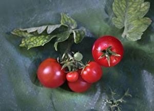 Red tomatoes with drops of dew and leaves Red tomatoes with drops of dew and leaves