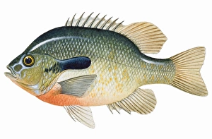 Redbreast Sunfish (Lepomis auritus), freshwater fish Redbreast Sunfish (Lepomis auritus), freshwater fish