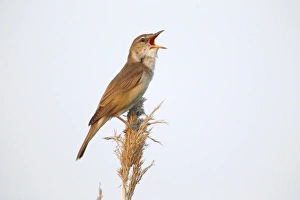 Reed Warbler -Acrocephalus arundinaceus-, male singing on a reed stem, Illmitz, Burgenland, Austria Reed Warbler -Acrocephalus arundinaceus-, male singing on a reed stem, Illmitz, Burgenland, Austria