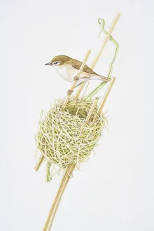 Reed Warbler (Acrocephalus scirpaceus) clutching reed stalk above nest Reed Warbler (Acrocephalus scirpaceus) clutching reed stalk above nest
