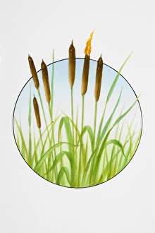 Reedmace (Typha latifolia), flower spikes and foliage Reedmace (Typha latifolia), flower spikes and foliage