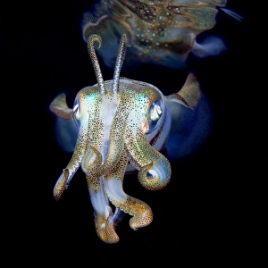 Reef Squid Close Up Reef Squid Close Up