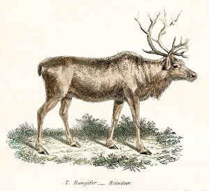 Reindeer engraving 1803 Reindeer engraving 1803