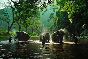 The relationship of mahouts and elephants The relationship of mahouts and elephants