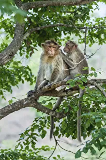 Rhesus monkeys -Macaca mulatta- grooming, Mudumalai Wildlife Sanctuary, Tamil Nadu, India Rhesus monkeys -Macaca mulatta- grooming, Mudumalai Wildlife Sanctuary, Tamil Nadu, India