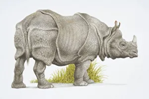 Rhinoceros unicornis, Indian rhinoceros, side view Rhinoceros unicornis, Indian rhinoceros, side view