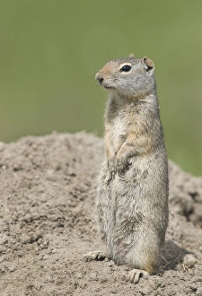 Richardsons ground squirrel in Yellowstone Richardsons ground squirrel in Yellowstone