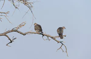 Ring-necked Doves -Streptopelia capicola- perched on a dry branch, Etosha National Park Ring-necked Doves -Streptopelia capicola- perched on a dry branch, Etosha National Park