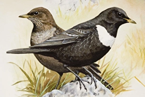 Ringed ousel (Turdus torquatus), two birds perching side by side, side view Ringed ousel (Turdus torquatus), two birds perching side by side, side view