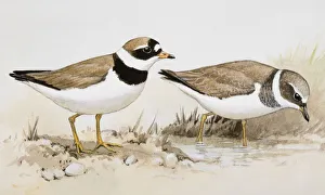 Two Ringed plovers (Charadrius hiaticula), one wading in water, the other standing nearby Two Ringed plovers (Charadrius hiaticula), one wading in water, the other standing nearby