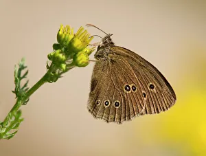 Ringlet -Aphantopus hyperantus- sucking nectar, Lower Saxony, Germany Ringlet -Aphantopus hyperantus- sucking nectar, Lower Saxony, Germany