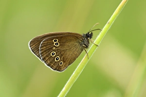 Ringlet butterfly -Aphantopus hyperantus-, underside, Zug, Switzerland, Europe Ringlet butterfly -Aphantopus hyperantus-, underside, Zug, Switzerland, Europe
