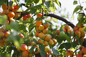 Ripe apricot on apricot tree (Prunus armeniaca), Wachau, Waldviertel, Lower Austria, Austria, Europe Ripe apricot on apricot tree (Prunus armeniaca), Wachau, Waldviertel, Lower Austria, Austria, Europe