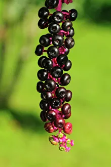 Ripe inflorescence of American Pokeweed -Phytolacca americana-, USA Ripe inflorescence of American Pokeweed -Phytolacca americana-, USA