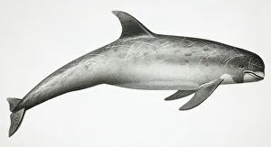 Rissos Dolphin, Grampus griseus, side view Rissos Dolphin, Grampus griseus, side view