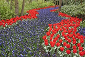 River of flowers, Keukenhof gardens, Netherlands River of flowers, Keukenhof gardens, Netherlands