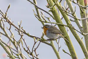 Robin -Erithacus rubecula-, perched on a twig, Fuldabruck, Fuldabruck, Hesse, Germany Robin -Erithacus rubecula-, perched on a twig, Fuldabruck, Fuldabruck, Hesse, Germany