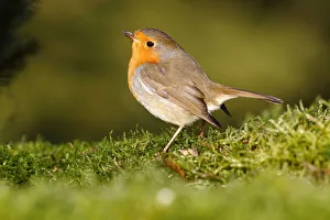 Robin -Erithacus rubecula- standing on moss, Neunkirchen, Siegerland district, North Rhine-Westphalia, Germany, Europe Robin -Erithacus rubecula- standing on moss, Neunkirchen, Siegerland district, North Rhine-Westphalia, Germany, Europe
