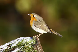 Robin -Erithacus rubecula- on a tree trunk in winter Robin -Erithacus rubecula- on a tree trunk in winter