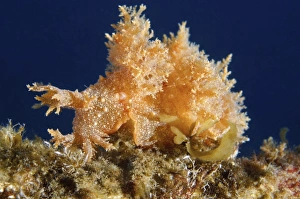 Robust frond-aeolis nudibranch -Dendronotus robustus-, Sea of Japan, Primorsky Krai, Russian Far East Robust frond-aeolis nudibranch -Dendronotus robustus-, Sea of Japan, Primorsky Krai, Russian Far East