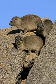 Rock Hyrax or Cape Hyrax -Procavia capensis- basking in the sun on a rock, Erongo Region, Namibia Rock Hyrax or Cape Hyrax -Procavia capensis- basking in the sun on a rock, Erongo Region, Namibia