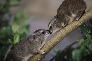 Two Rock Hyrax greeting each other on branch, close-up Two Rock Hyrax greeting each other on branch, close-up
