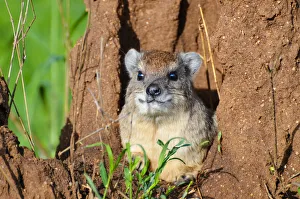 Rock hyrax in his lair - Serengeti - Tanzania Rock hyrax in his lair - Serengeti - Tanzania