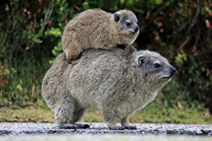 Rock Hyrax -Procavia capensis- adult female with young on back, social behavior, Bettys Bay, Western Cape, South Africa Rock Hyrax -Procavia capensis- adult female with young on back, social behavior, Bettys Bay, Western Cape, South Africa