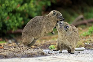 Rock Hyraxes -Procavia capensis-, two young quarreling or fighting, Bettys Bay, Western Cape, South Africa Rock Hyraxes -Procavia capensis-, two young quarreling or fighting, Bettys Bay, Western Cape, South Africa