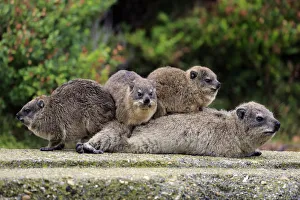 Rock Hyraxes -Procavia capensis- adult female with three young, social behavior, Bettys Bay, Western Cape, South Africa Rock Hyraxes -Procavia capensis- adult female with three young, social behavior, Bettys Bay, Western Cape, South Africa