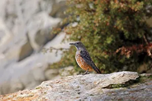 Rock Thrush (Monticola saxatilis), males in eclipse plumage, Alpine Zoo Innsbruck, Tyrol Rock Thrush (Monticola saxatilis), males in eclipse plumage, Alpine Zoo Innsbruck, Tyrol