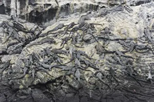 Rocks on the coast with a large colony of Marine Iguanas -Amblyrhynchus cristatus-, Fernandina Island Rocks on the coast with a large colony of Marine Iguanas -Amblyrhynchus cristatus-, Fernandina Island