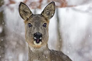 Roe Deer -Capreolus capreolus- with snowflakes in winter, Saxony-Anhalt, Germany Roe Deer -Capreolus capreolus- with snowflakes in winter, Saxony-Anhalt, Germany