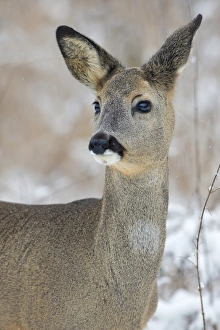 Roe Deer -Capreolus capreolus- in winter, Saxony-Anhalt, Germany Roe Deer -Capreolus capreolus- in winter, Saxony-Anhalt, Germany