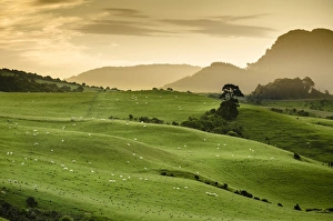 Rolling hills, sheep pastures, Catlins, South Island, New Zealand Rolling hills, sheep pastures, Catlins, South Island, New Zealand